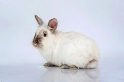 How to Help Your Pet Rabbit Get Fit and Active