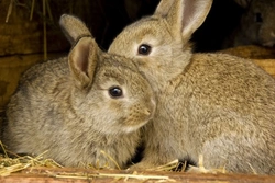Introduction to Keeping Rabbits: Essential Care Guide