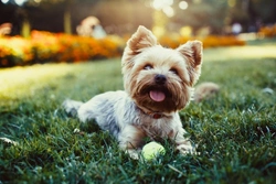 10 Things to Do with Your Dog for National Pet Month