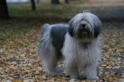 Owczarek Nizinny: Friendly Polish Lowland Sheepdog Guide