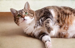 Five Feeding Faults That Cause Feline Obesity