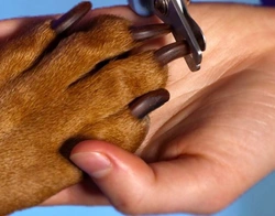 Cómo cortar las uñas de tu perro