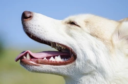 Preventing secondary issues from dental disease in dogs