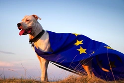 No Deal Brexit: Updated Rules for Travelling with Dogs in 2025