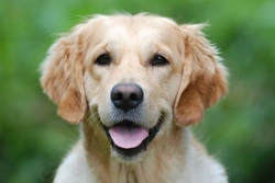 8 Important Facts About Canine Spaying