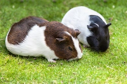 Guinea Pigs: Why They Need Companionship for Happy Pets