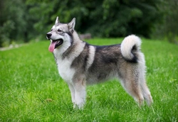 Oldest Dog Breeds Today: 9 Ancient Canine Lineages