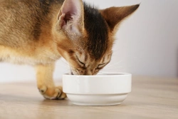 Cuánto alimento necesita tu gato: guía práctica