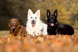 How to Tell If the Dog You’re Considering Is Right for You