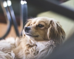 Associazioni animali: Gli Invisibili dei Canili di Cosenza