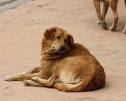 Associazione Animali: Anima Randagia Calabria