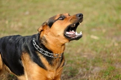 Cómo entender y manejar perros agresivos