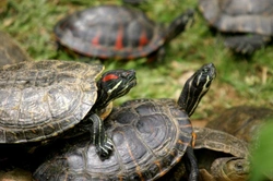 Common Diseases of Aquatic Turtles: Causes and Prevention