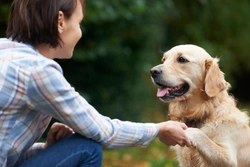 Do dogs judge character? Research shows they probably do!