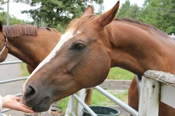 Feeding Your Horse: A Simple Guide to Healthy Diets