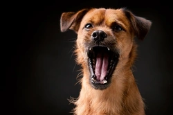 Why Does Your Dog Sound Different When They Bark?