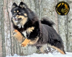 Il Lapinkoira o Lapphund, una razza rara