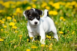 Jack Russell Terrier FAQs: Health, Training & Puppy Costs