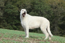 Irish Wolfhound Hereditary Health and Genetic Diversity Guide