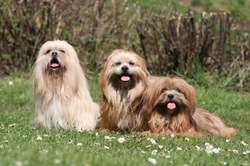 Lhasa Apso Temperament and Health Guide