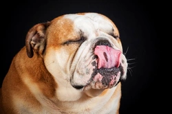 Reverse sneezing in dogs: what it means and how to help