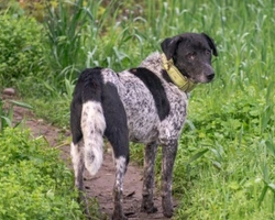 Associazioni animali: ADA – Associazione Difesa Animali