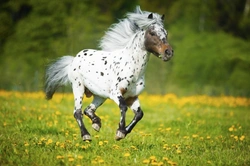 Prettiest Horse Breeds: Top Stunning Types Explained