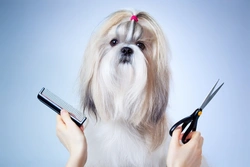 Can You Overgroom a Shih Tzu? Grooming Tips & Risks