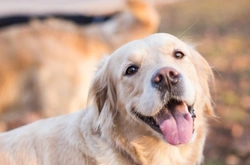 Hypothyroidism and Canine Aggression: What You Need to Know