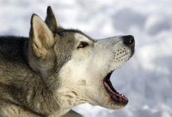 Why Do Dogs Bark? Understanding Canine Communication