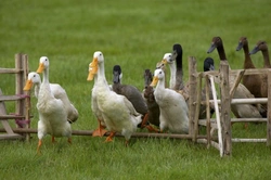 Keeping Pet Ducks in the UK: A Complete Guide