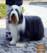 Bearded Collie Dogs Breed - Information, Temperament, Size & Price | Pets4Homes