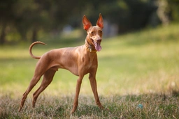 Cirneco del Etna Dogs Raza - Características, Fotos & Precio | MundoAnimalia