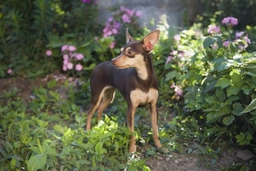 Ratón de Praga Dogs Raza - Características, Fotos & Precio | MundoAnimalia