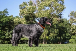 Picardy Spaniel Dogs Breed - Information, Temperament, Size & Price | Lancaster Puppies