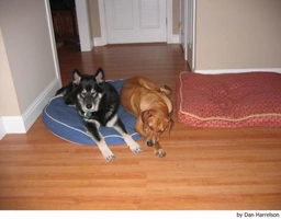 Norwegian Elkhound Dogs Breed - Information, Temperament, Size & Price | Lancaster Puppies