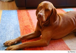 Vizsla korthaar Dogs Ras: Karakter, Levensduur & Prijs | Puppyplaats