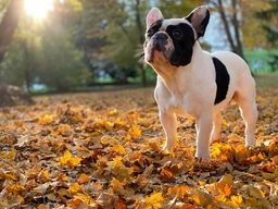 French Bulldog Dogs Breed - Information, Temperament, Size & Price | Lancaster Puppies