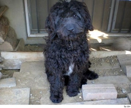 Barbet Dogs Raza - Características, Fotos & Precio | MundoAnimalia