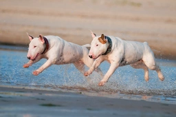 Bull terrier Dogs Razza - Prezzo, Temperamento & Foto | AnnunciAnimali