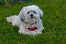 Malshi Dogs Ras: Karakter, Levensduur & Prijs | Puppyplaats