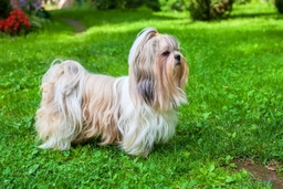 Shih Tzu Dogs Breed - Information, Temperament, Size & Price | Pets4Homes