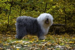 Old English Sheepdog Dogs Breed - Information, Temperament, Size & Price | Pets4Homes