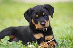 Rottweiler Dogs Raza - Características, Fotos & Precio | MundoAnimalia