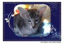 Javanés Cats Raza - Características, Fotos & Precio | MundoAnimalia