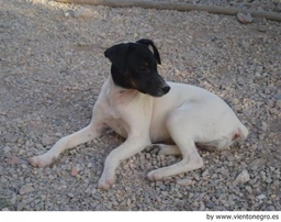 Ratonero Bodeguero Andaluz Dogs Raza - Características, Fotos & Precio | MundoAnimalia