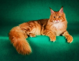 Maine Coon Cats Razza - Prezzo, Temperamento & Foto | AnnunciAnimali
