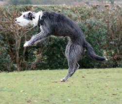 Lurcher Dogs Breed - Information, Temperament, Size & Price | Pets4Homes