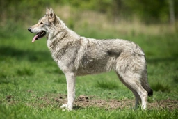 Saarlooswolfhond Dogs Ras: Karakter, Levensduur & Prijs | Puppyplaats