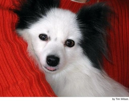 Vlinderhondje Dogs Ras: Karakter, Levensduur & Prijs | Puppyplaats